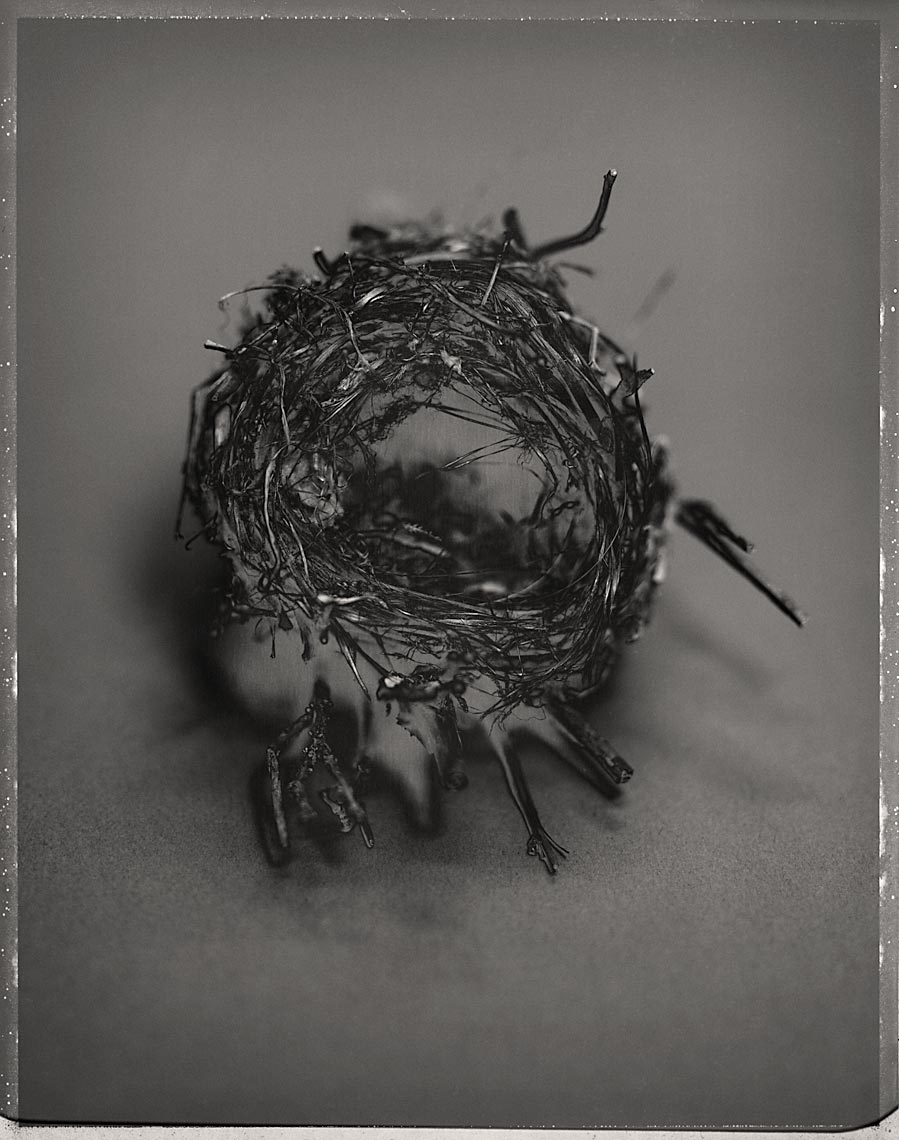 Cup Nest #1 (bird species unidentified)