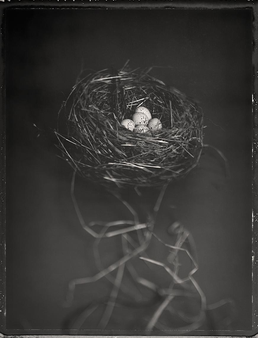 Cup Nest #2 (bird species unidentified)