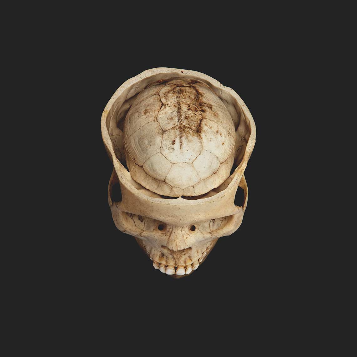 DavidEllingsen-Anthropocene-ReptilianReason