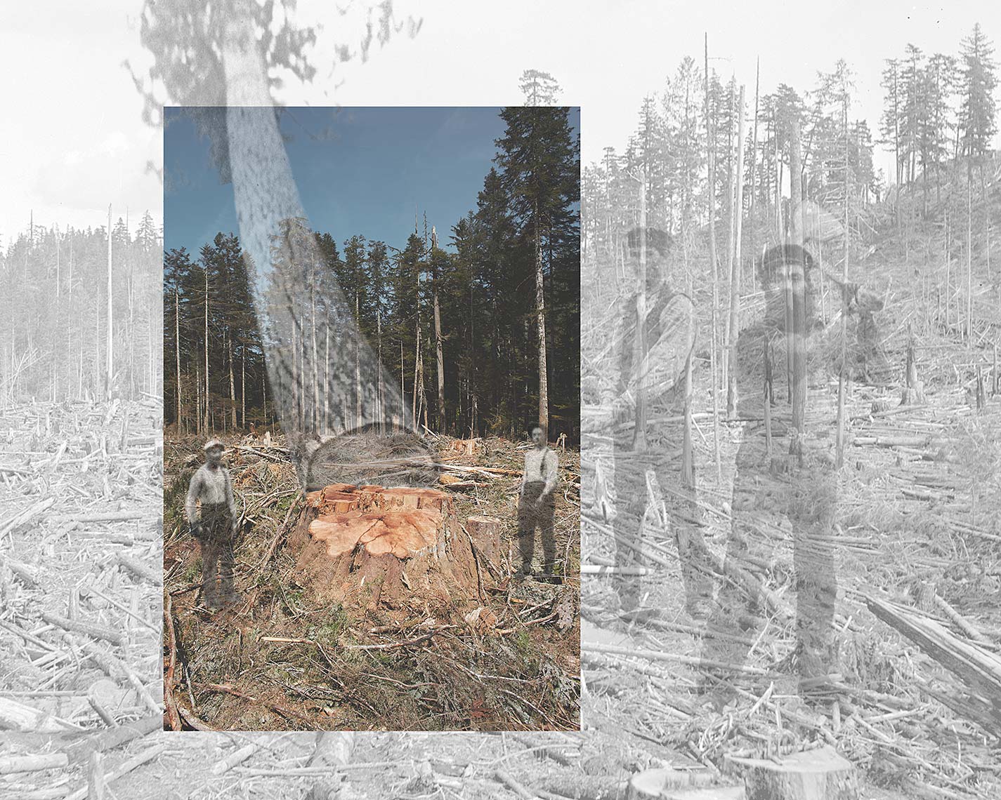  Falling Boundaries - Timberfall - Environmental  Art Photography