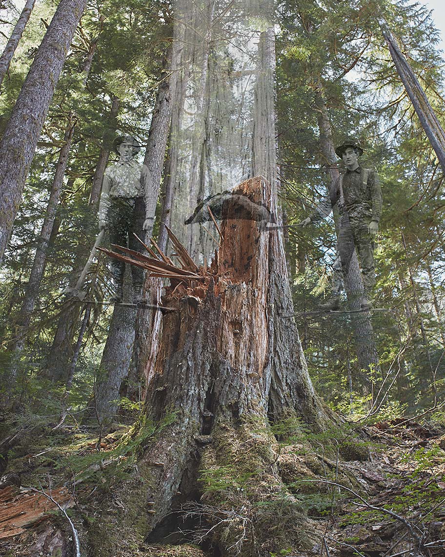  Falling Boundaries - Undercut - Environmental  Art Photograph Deforestation
