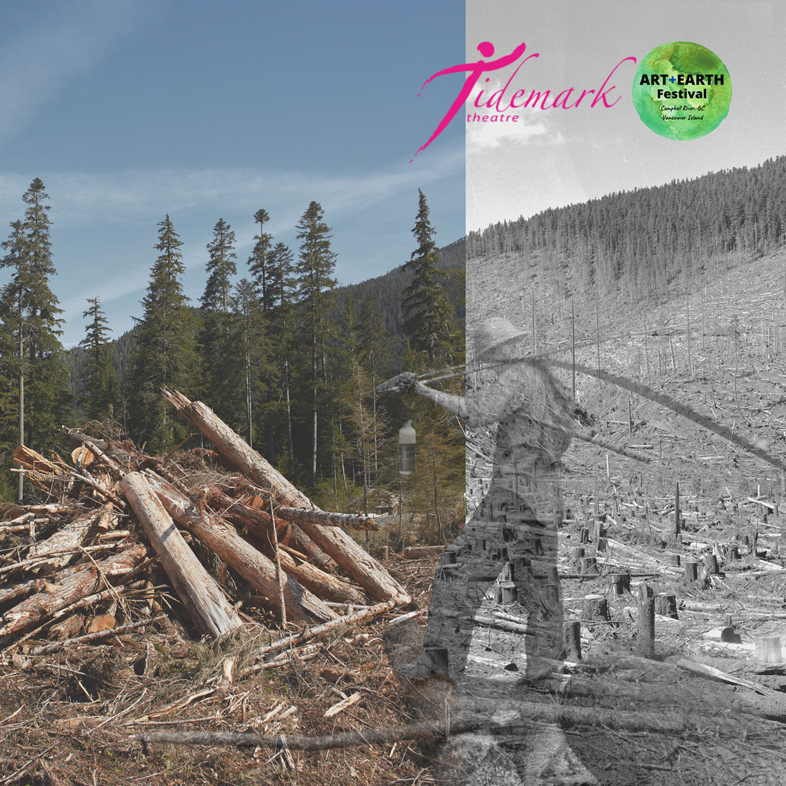 contemporary art photograph about old growth logging in british columbia by david ellingsen
