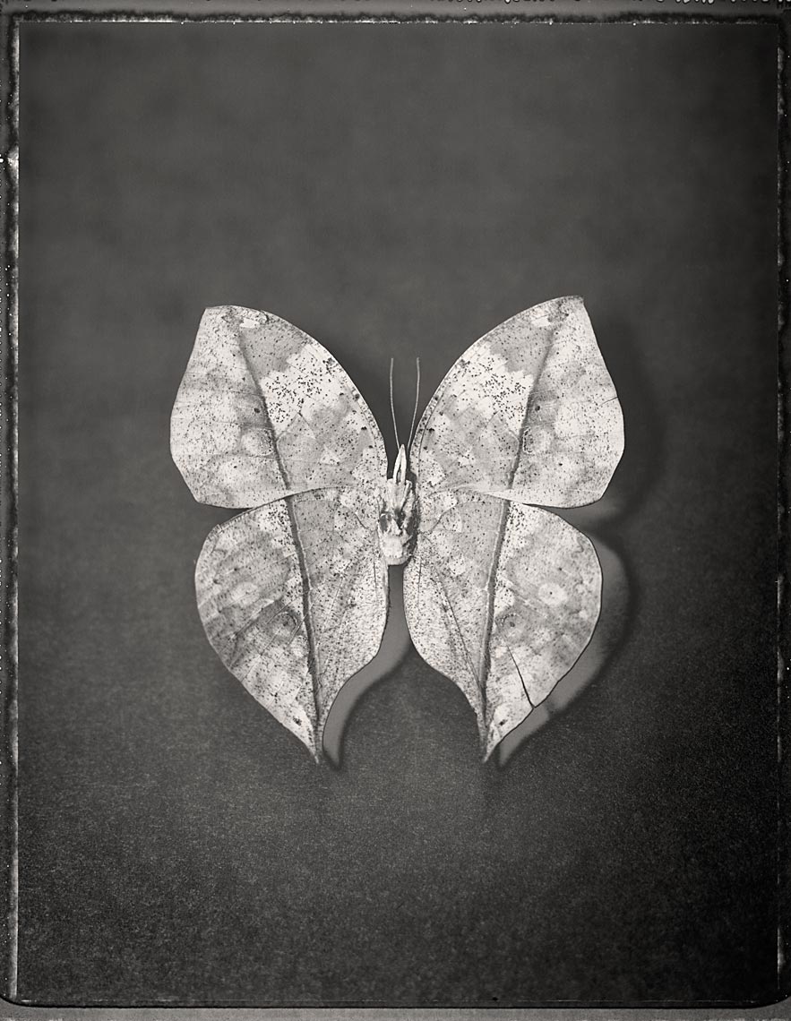 Dead Leaf Butterfly, Kallima inachus
