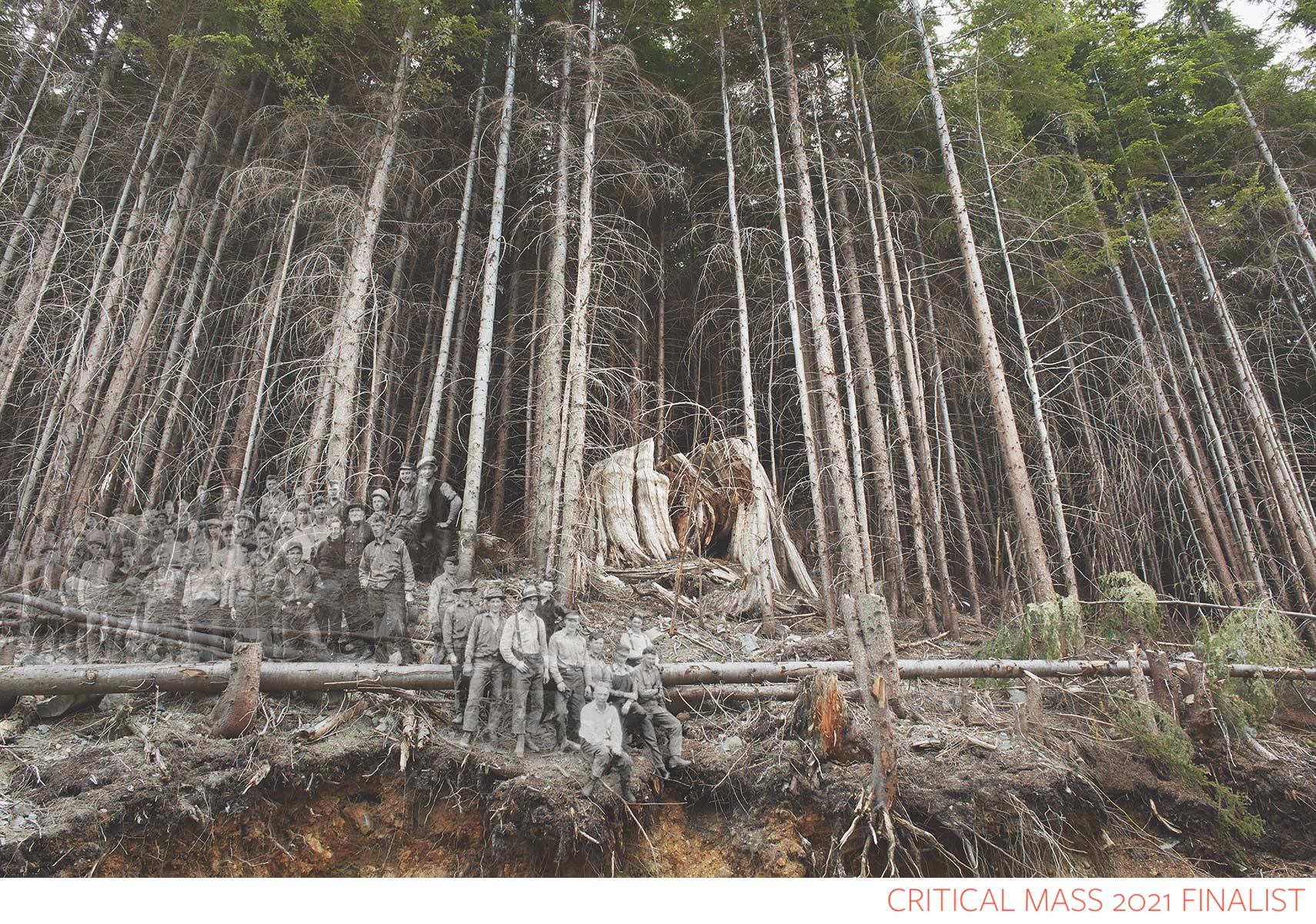 fine art photograph about logging by david ellingsen critical mass 2021 finalist top 200