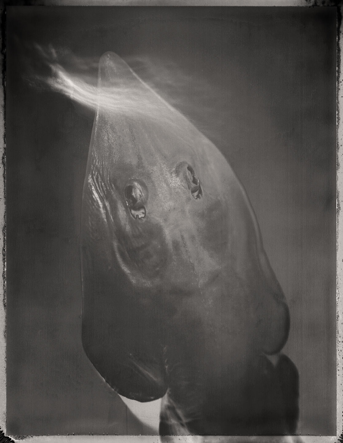 Guitarfish, Rhinobatidae
