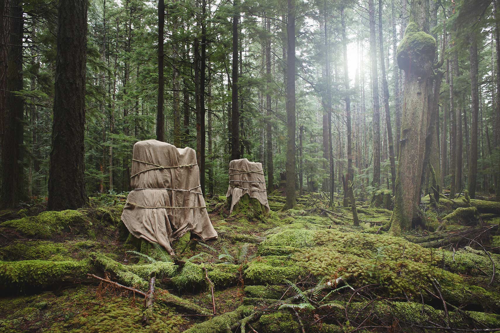Wrapped old growth stumps from a fine art photograph  series about deforestation, environment and climate change