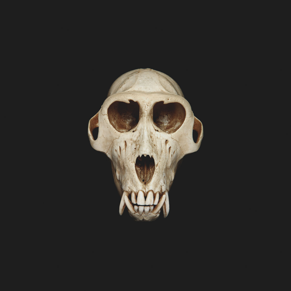 Study for Anthropocene, Monkey