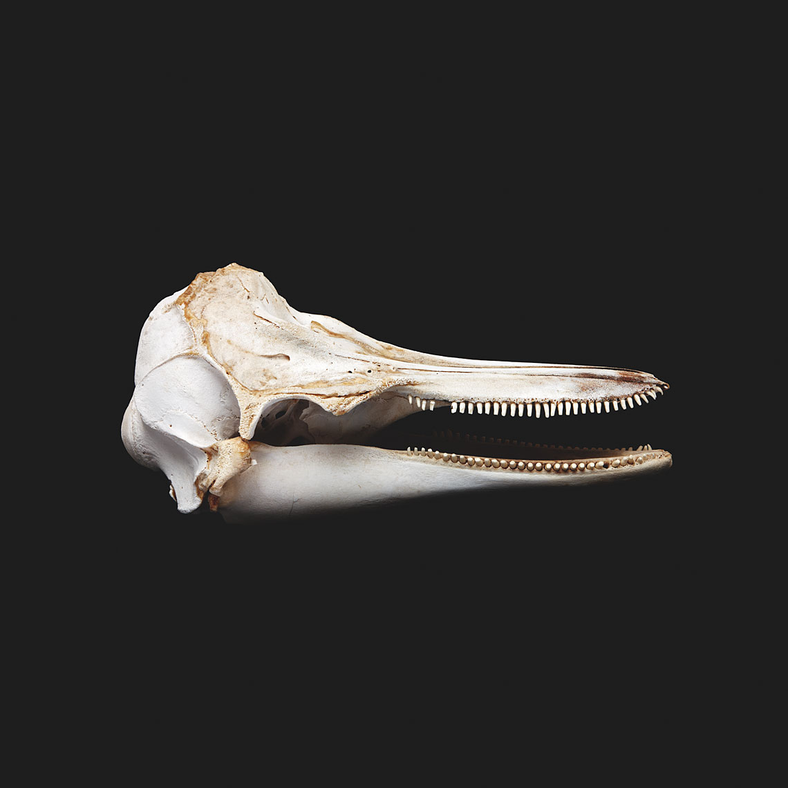 Study for Anthropocene, Porpoise